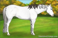 Horse Color:Amber Cream ChampagneSabino Splash 