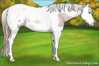 Horse Color:Buckskin Splash Tobiano Appaloosa Rabicano 