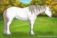 Horse Color:Buckskin Ice Sabino Splash Appaloosa 