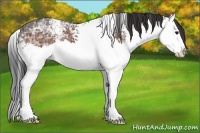 Horse Color:White Spotted Bay Ice Sabino Splash