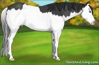 Horse Color:Black Sabino Splash 