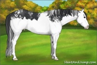 Horse Color:White Spotted Black Splash