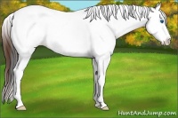 Horse Color:Bay Ice Sabino Splash Tobiano Appaloosa
