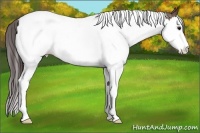 Horse Color:Bay Splash Tobiano Appaloosa