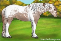 Horse Color:Chestnut Ice Tobiano Appaloosa 