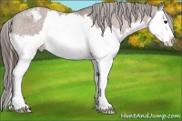 Horse Color:Bay Sabino Splash Appaloosa 