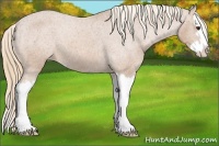 Horse Color:Chestnut Sabino Splash Appaloosa 