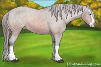 Horse Color:Bay Sabino Splash Appaloosa 