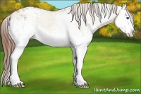 Horse Color:White Spotted Red Dun Sabino Splash Appaloosa 