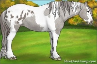 Horse Color:Grullo Splash Tobiano Blanket