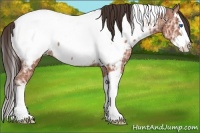 Horse Color:White Spotted Bay Ice Sabino Splash Appaloosa Rabicano