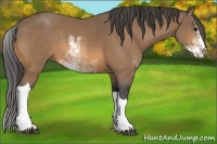 Horse Color:Buckskin Sabino