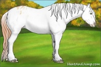 Horse Color:White Spotted Amber Champagne Dun Splash Varnish 