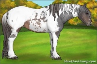 Horse Color:Brown Tobiano Appaloosa