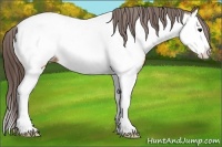 Horse Color:Bay Splash Appaloosa 