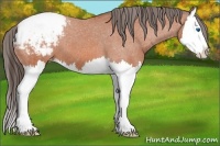 Horse Color:Bay Splash Varnish 