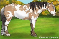 Horse Color:White Spotted Amber Champagne Splash 