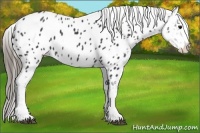 Horse Color:White Spotted Smoky Black Splash Appaloosa 
