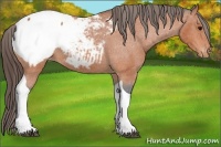 Horse Color:Bay Tobiano Appaloosa 