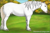 Horse Color:White Spotted Chestnut Splash Tobiano Appaloosa 