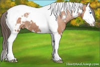 Horse Color:White Spotted Bay Splash Tobiano Appaloosa 