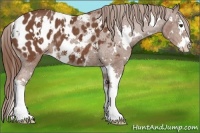 Horse Color:White Spotted Chestnut Splash Appaloosa 