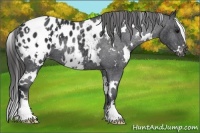 Horse Color:White Spotted Black Appaloosa 