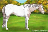 Horse Color:White Spotted Bay Splash Tobiano Appaloosa