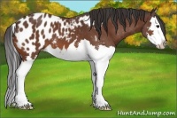 Horse Color:Bay Splash Appaloosa 