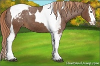 Horse Color:Chestnut Splash Tobiano Appaloosa