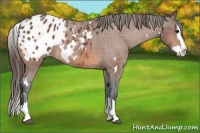 Horse Color:White Spotted Bay Splash Blanket Rabicano 