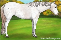 Horse Color:White Spotted Chestnut Splash Varnish 