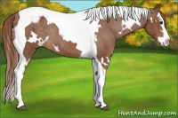 Horse Color:White Spotted Chestnut Splash Tobiano Appaloosa Rabicano 