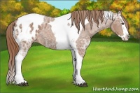 Horse Color:Chestnut Ice Splash Tobiano Appaloosa Rabicano 