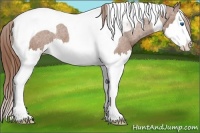 Horse Color:Chestnut Sabino Splash Tobiano Appaloosa