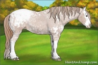 Horse Color:White Spotted Chestnut Ice Splash Appaloosa Rabicano 