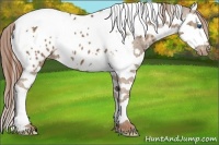Horse Color:Chestnut Splash Tobiano Appaloosa 