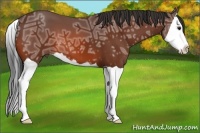 Horse Color:Bay Ice Splash 