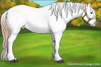 Horse Color:Red Dun Splash Appaloosa 