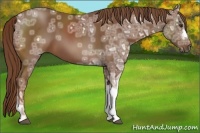 Horse Color:Chestnut Ice 
