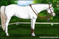 Horse Color:Smoky Black Appaloosa 