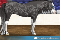 Horse Color:Smoky Black Ice Splash 