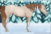 Horse Color:Buckskin Ice Pearl 