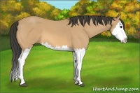 Horse Color:Buckskin Roan Splash