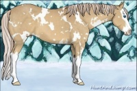 Horse Color:White Spotted Palomino Sabino Splash