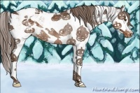 Horse Color:Liver Chestnut Sabino Splash Appaloosa Rabicano 