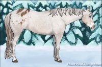Horse Color:Liver Chestnut Sabino Splash Appaloosa Rabicano