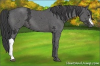 Horse Color:Smoky Black Ice 