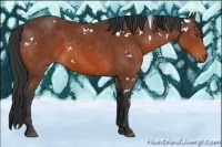 Horse Color:White Spotted Bay 