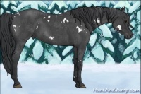 Horse Color:White Spotted Blue Roan 